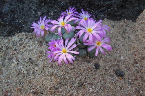 conophytum minutum